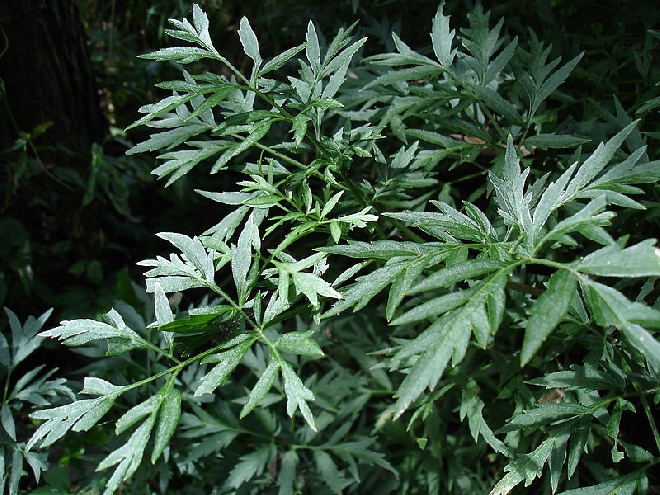 Sambucus nigra 'Laciniata' Peterselievlier