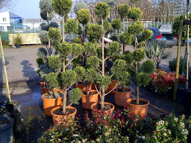 Cupressocyparis leylandii 'Gold Rider' Gesnoeide Leylandii