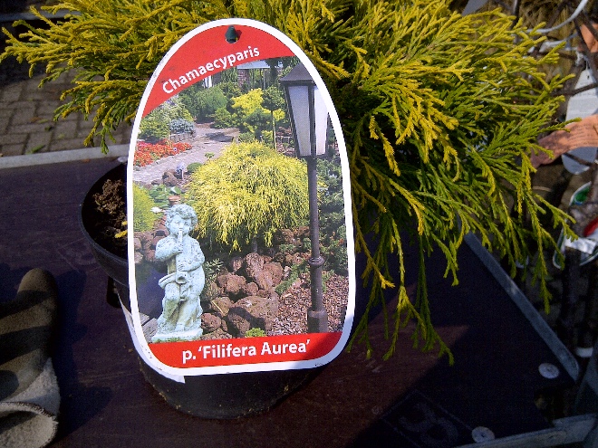 Chamaecyparis pisifera 'Filifera Aurea' Schijn cipres
