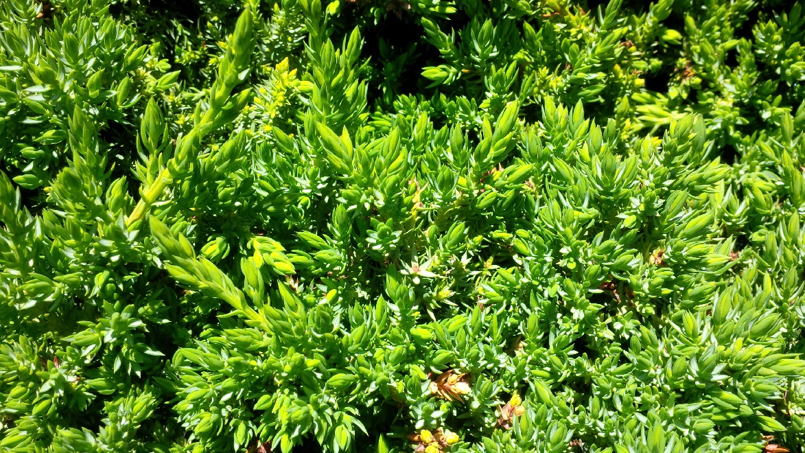 Juniperus procumbens 'Nana' Kruipende jeneverbes