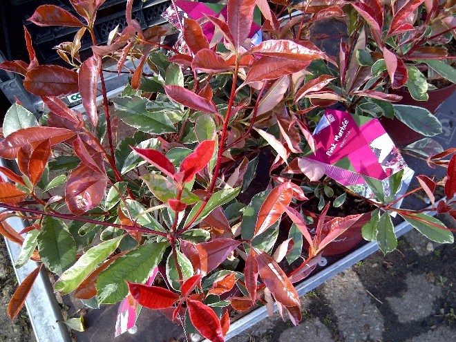 Photinia fraseri 'Cassini' (Pink Marble) (Kant-en-Klaarhaag) Wintergroene Bontbladige Glansmispel