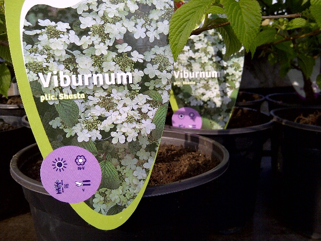 Viburnum plicatum 'Shasta' Japanse sneeuwbal