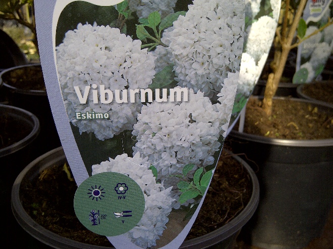 Viburnum 'Eskimo' Japanse sneeuwbal
