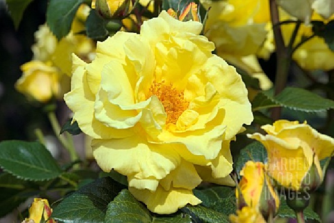 Rosa 'Korlilub' (Lichtkönigin Lucia) 