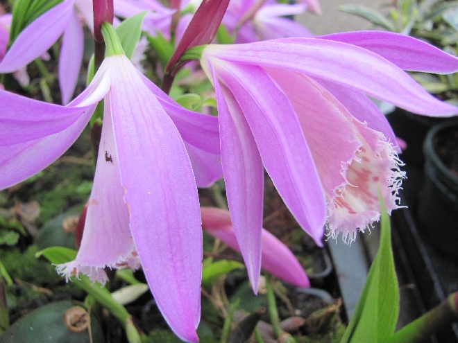 Pleione bulbocodioides Tibetorchidee