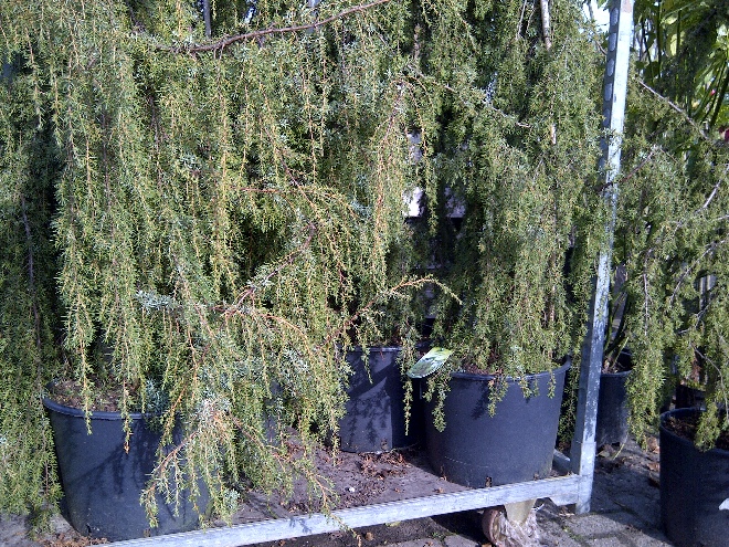 Juniperus communis 'Horstmann' jeneverbes