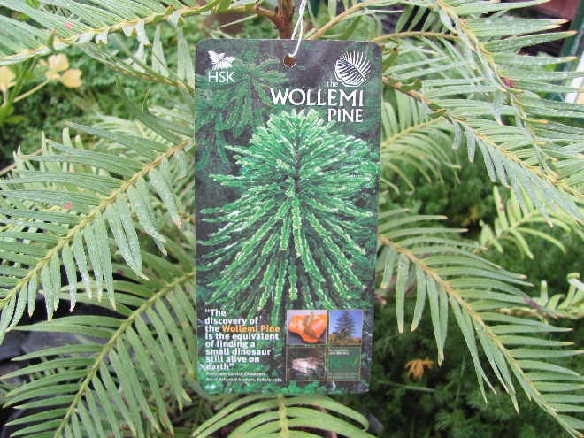 Wollemia nobilis The Wollemi Pine, Juraden