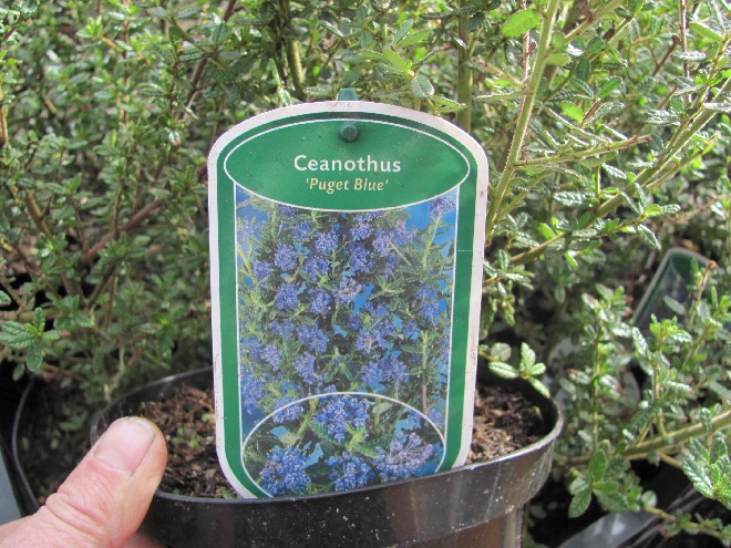 Ceanothus 'Puget Blue' Amerikaanse Sering)