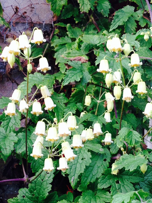 Clematis rehderiana Lichtgele Bosrank