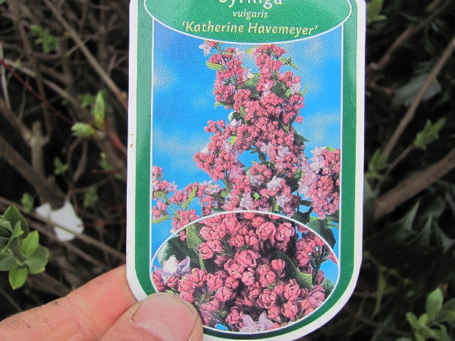 Syringa vulgaris 'Katherine Havemeyer' Sering