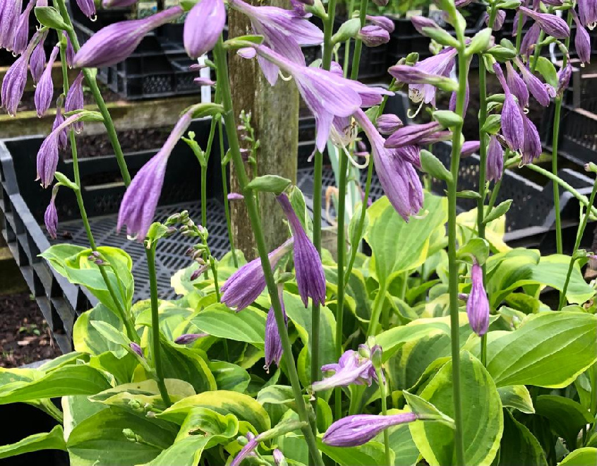 Hosta 'Golden Tiara' Hartlelie