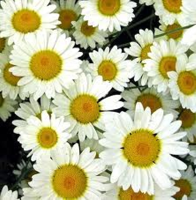 Anthemis hybrida 'Sauce Hollandaise' Gele kamille