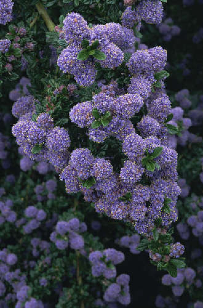 Ceanothus 'Blue Mound' Blauwe Amerikaanse Sering