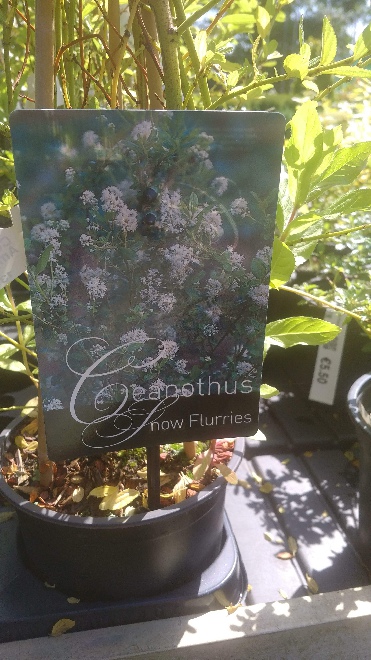 Ceanothus 'Concha' Blauwe Amerikaanse Sering