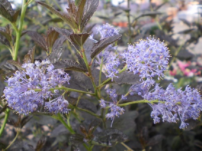 Ceanothus 'Tuxedo' amerikaanse sering