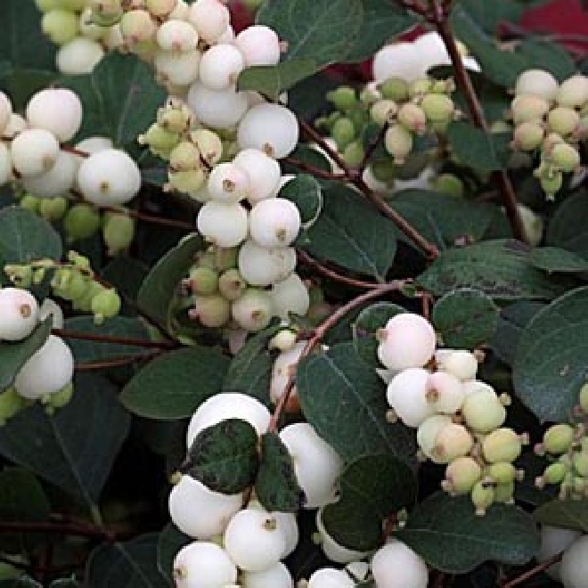 Symphoricarpos 'Kolmgala' (Magical Galaxy) Witte Sneeuwbes