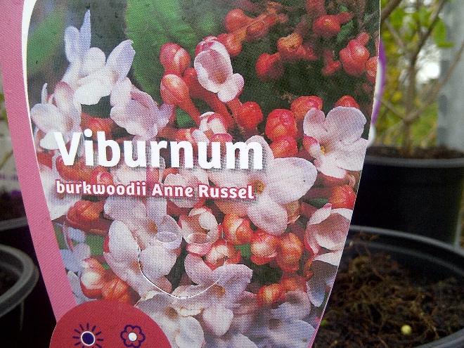 Viburnum burkwoodii 'Anne Russell' Sneeuwbal