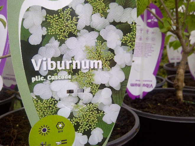 Viburnum plicatum 'Cascade' Sneeuwbal