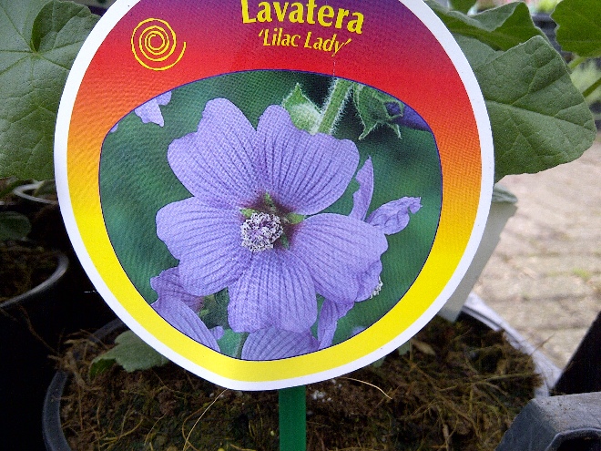 Lavatera 'Lilac Lady' Struikmalva