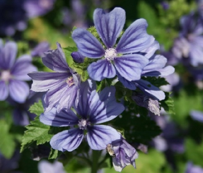 Malva sylvestris 'Primley Blue' Malva