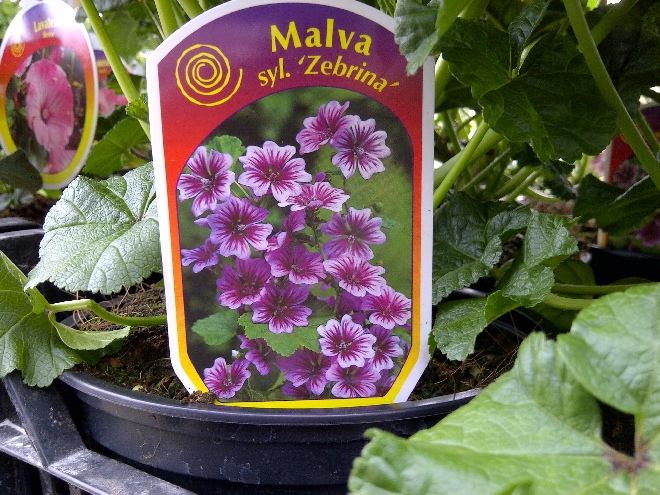 Malva sylvestris 'Zebrina' Malva