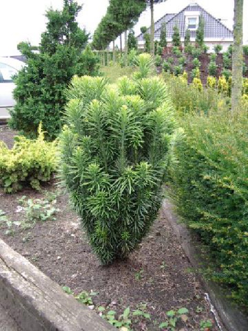 Cephalotaxus harringtonii 'Fastigiata' 