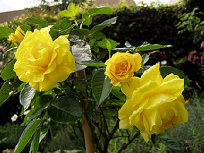 Rosa 'Korresia' Friesia (struikroos) Gele grootbloemige trosroos
