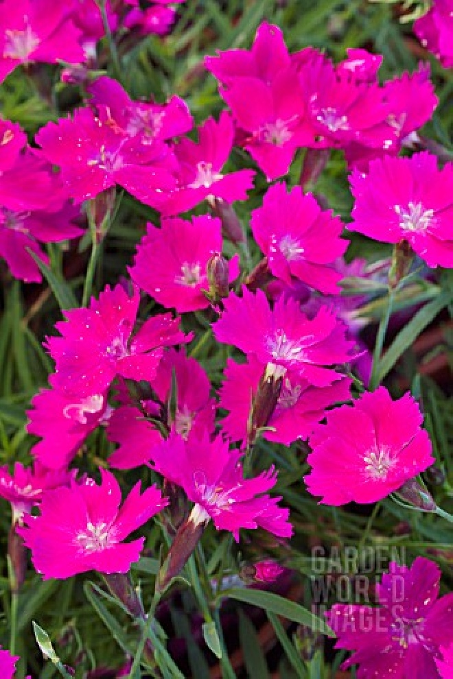 Dianthus superbus 'Holkahori' (Kahori Pink) Anjer
