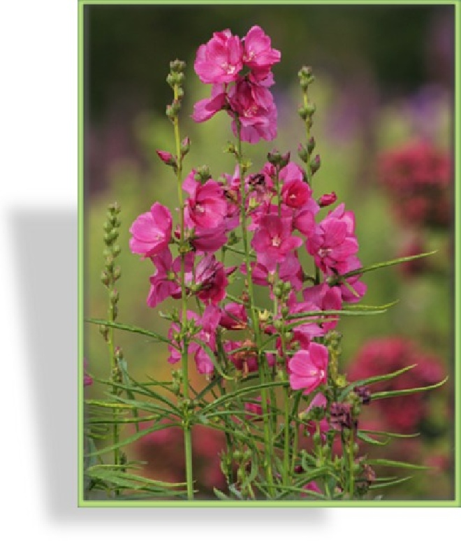 Sidalcea oregana 'Brilliant' Griekse Malva, Prairie Malva