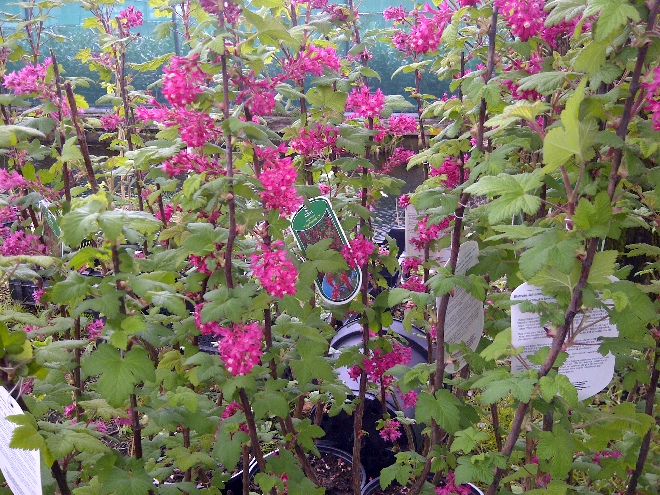 Ribes sanguineum 'King Edward VII' Ribes