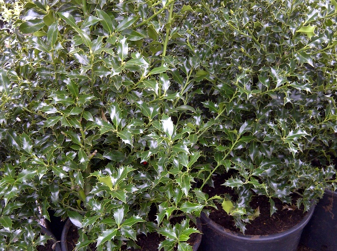 Ilex aquifolium 'Alaska' Hulst
