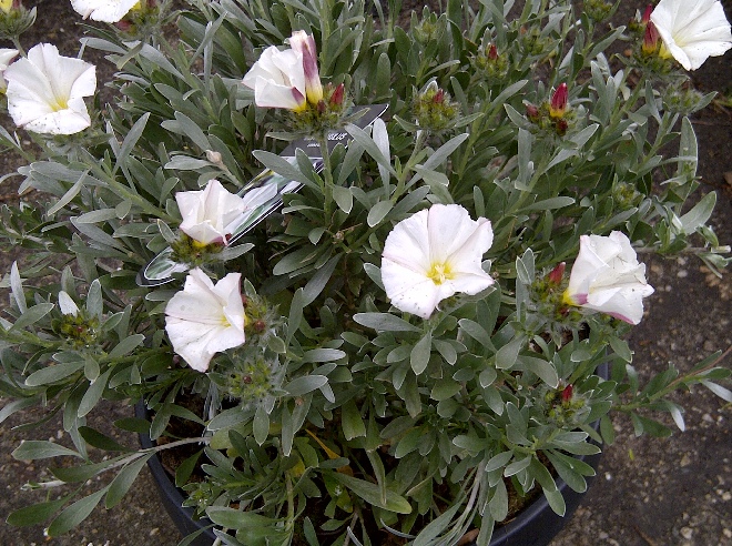 Convolvulus cneorum Winde