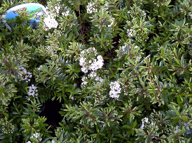 Hebe diosmifolia 'Celina' Hebe