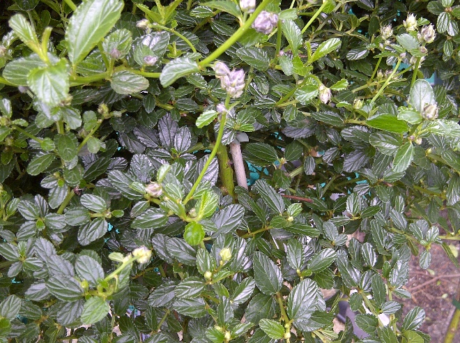 Ceanothus 'Tilden Park' Amerikaanse sering