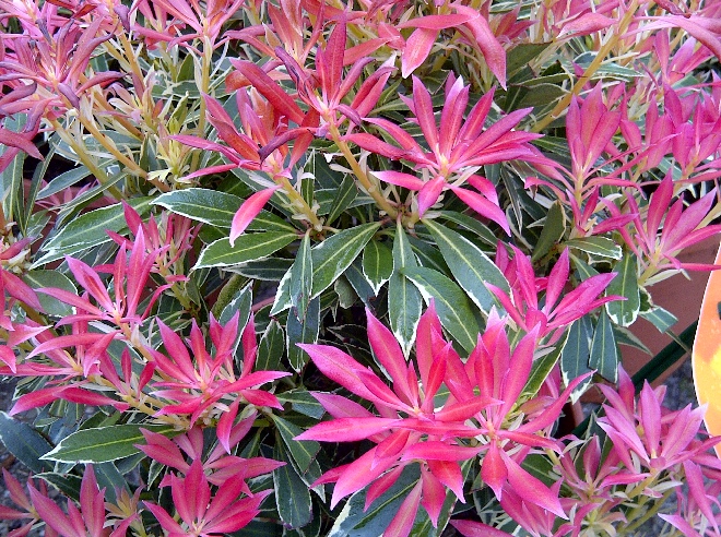 Pieris 'Flaming Silver' Pieris, Andromeda