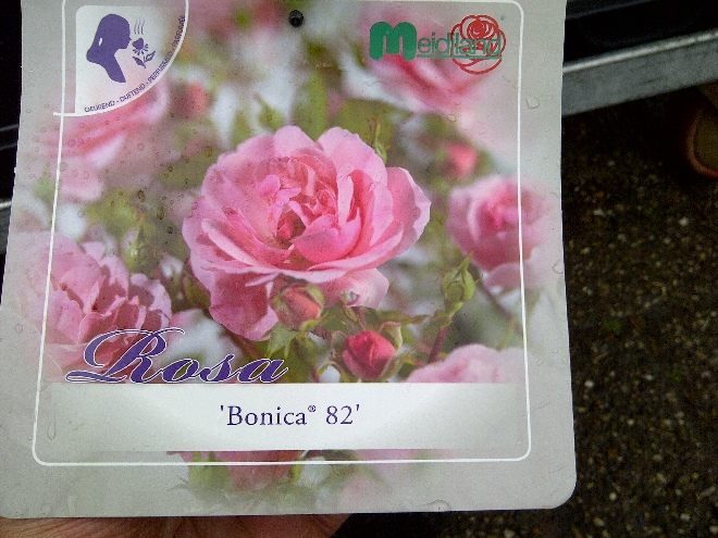 Rosa 'Meidomonac' (Bonica®) (Struikroos) Roze trosroos