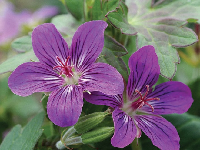 Geranium 'Lakwijk Star' geranium