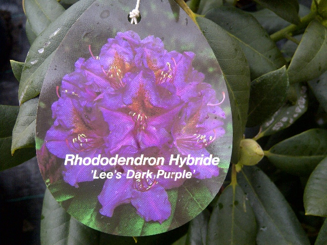 Rhododendron 'Lee's Dark Purple' Rhododendron Catawbiense groep