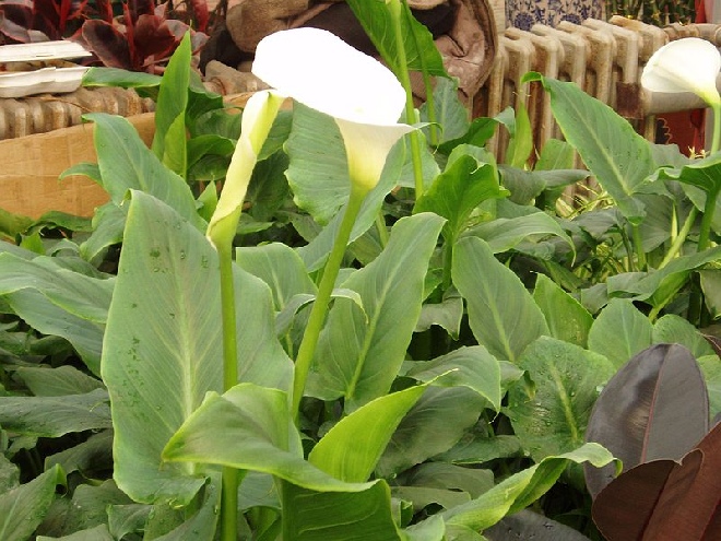 Zantedeschia aethiopica Witte aronskelk