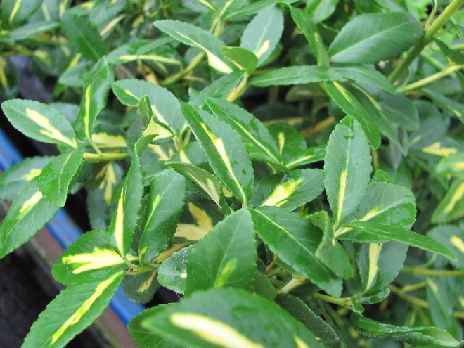Euonymus fortunei 'Sunspot' Bonte Kardinaalshoed