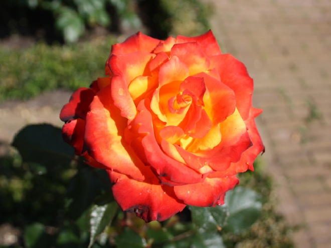 Rosa 'Mein München' stamroos