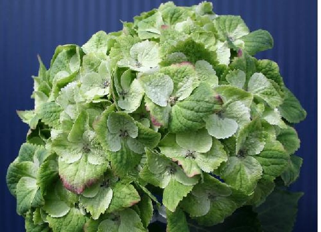Hydrangea macrophylla 'Hokomano' (Magical Noblesse) Hortensia