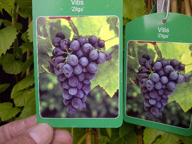 Vitis 'Zilga' Blauwe Druif