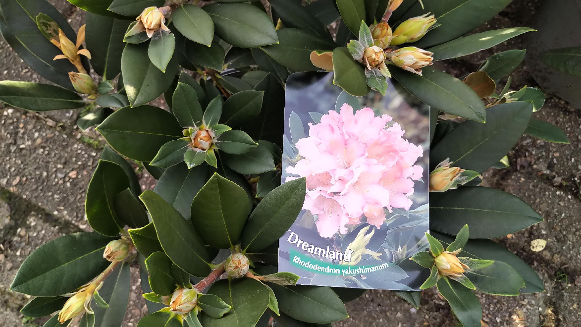 Rhododendron 'Dreamland' Roze Yakushimanum Rhododendron