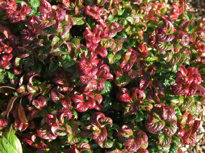 Leucothoe axillaris 'Curly Red' Druifheide