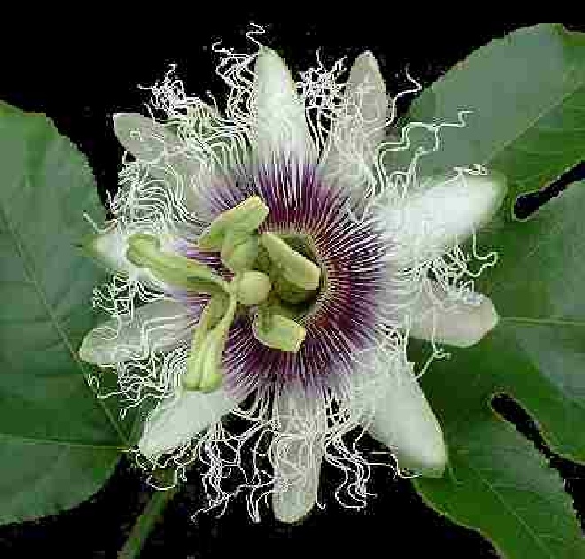 Passiflora 'Frederick' rode passievrucht