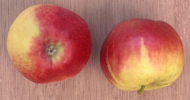 Malus domestica 'Queen Cox' Handappel,Moesappel Queen Cox