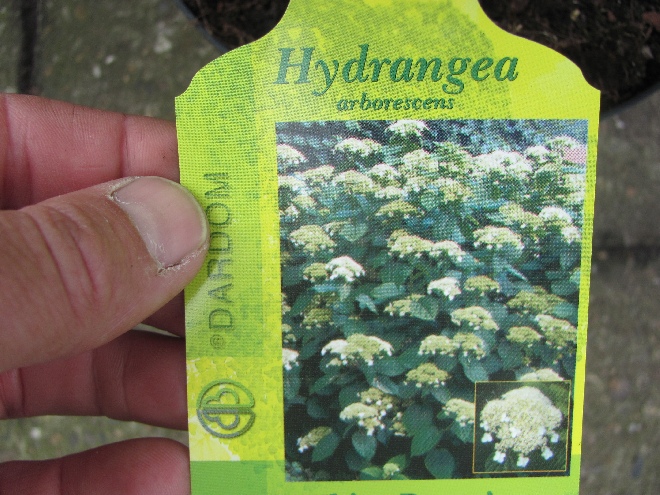 Hydrangea arborescens 'DARDOM' (White Dome) Amerikaanse Hortensia, Annabel