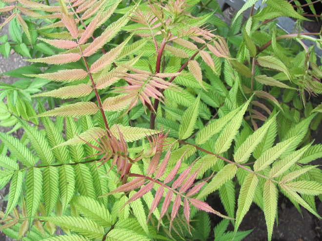 Sorbaria sorbifolia 'Sem' 