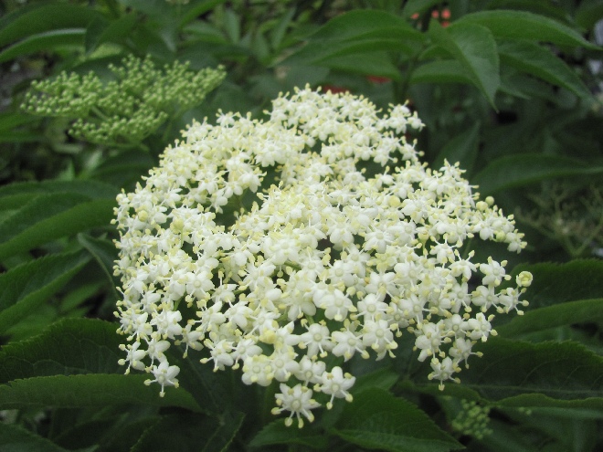 Sambucus nigra Gewone Vlier, Vlierbes